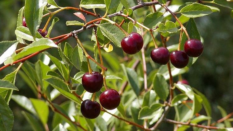 Füchte der Steppenkirsche P. fruticosa. Bild: Wöhner/JKI.