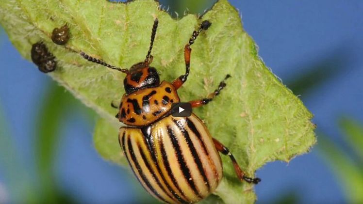 Teaserbild des HSWT-Kurses 'Pflanzenschutz - gefährlich, sinnlos und überflüssig? - Eine Einführung in die Welt der Schaderreger an Pflanzen' auf der Plattform OPEN vhb der Virtuellen Hochschule Bayern. Bild: HS Weihenstephan-Triesdorf. 