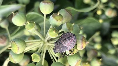 5. Nymphenstadium auf Efeu (November 2018, Eppan). Bild:© Dennis Oberhuber. 5. Nymphenstadium auf Efeu (November 2018, Eppan). Bild:© Dennis Oberhuber.