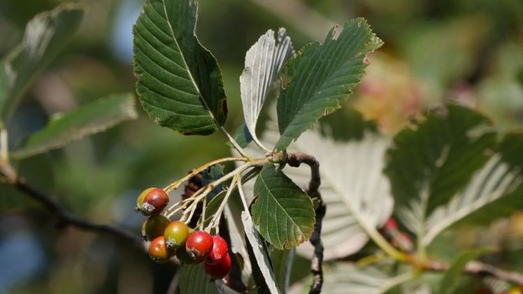 Die Mehlbeere mit ihren typischen Merkmalen: Die weißliche Blattunterseite und leuchtend rote Früchte. Bild: Christoph Josten, LWF.