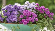 Aster Showmakers im Mix. Bild: Wilfried Overwater, Van Zanten Breeding B.V.