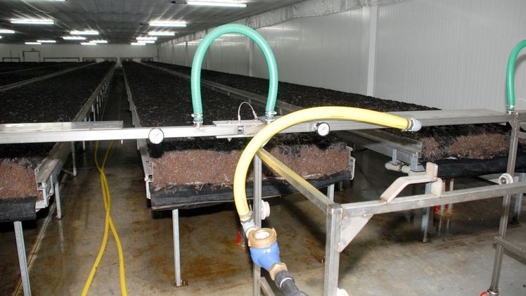 Wasser ist das Lebenselixier der Pilze. Damit sie rasch sprießen, sprüht der Gießwagen beim Überfahren der Kulturbeete fein verteiltes Wasser. Bild: GMH/BDC.