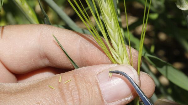 Gerstenzüchtung: Händische Kreuzung. Bild: Birgit Gleixner, LfL.