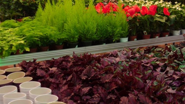 Gartencenter. Symbolbild: GABOT.