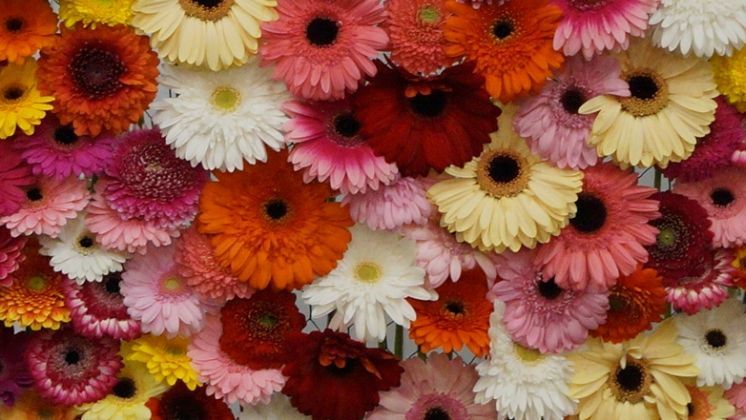 De Zuidplas expandiert für noch mehr schöne Gerbera. Bild: GABOT.