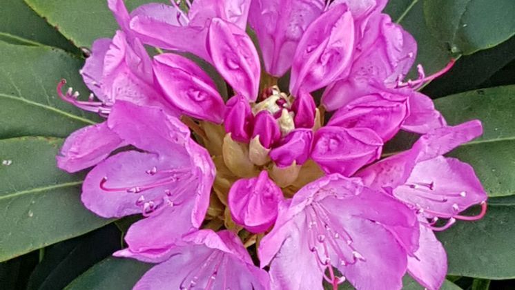 Die Finanzierung für die Botanika ist für das Jahr  2026 gesichert. Bild: GABOT.