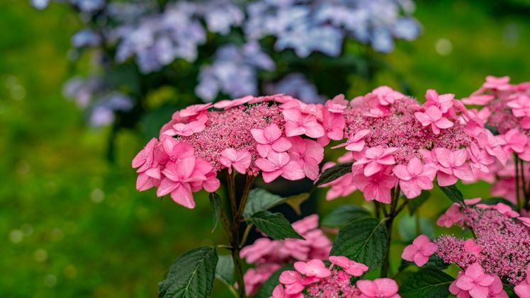 Die Bloombuster®-Sorten 'Blau' und 'Rosa'. Bild: Heinje.