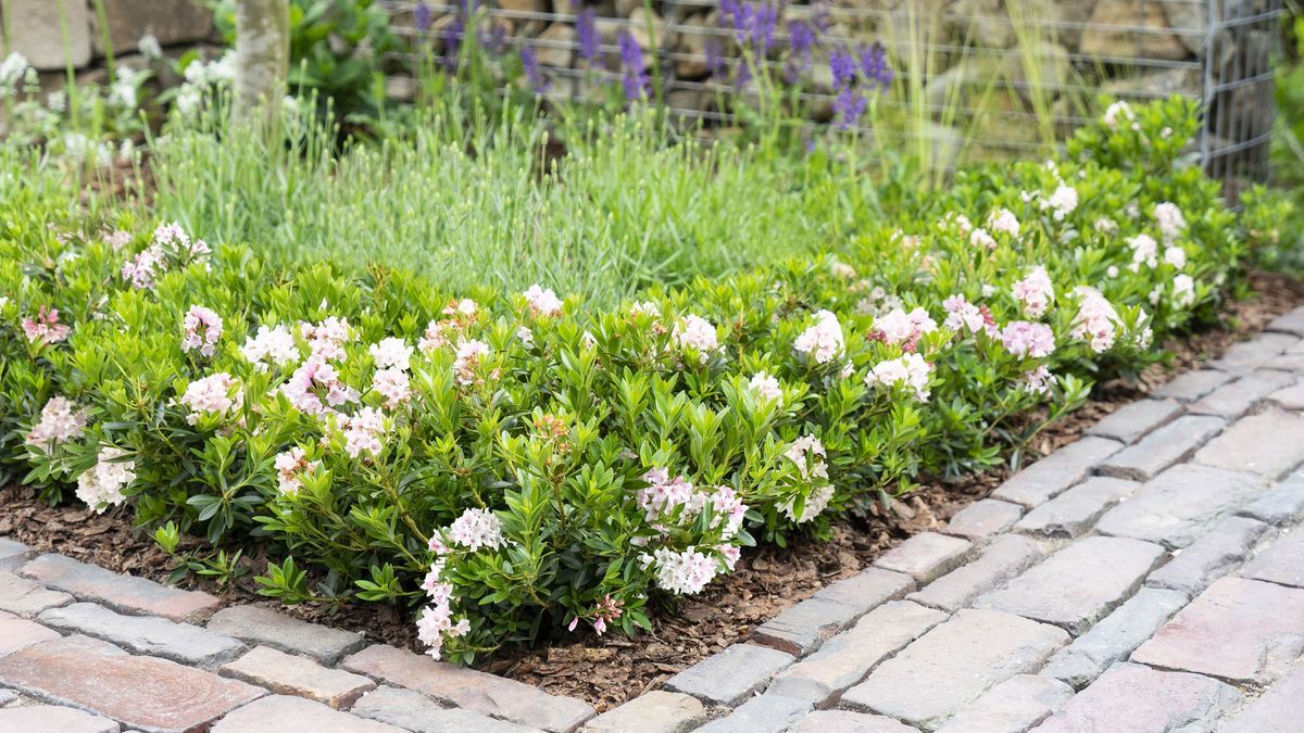 Bei Gartenfreunden beliebt: Bloombux | Gabot.de