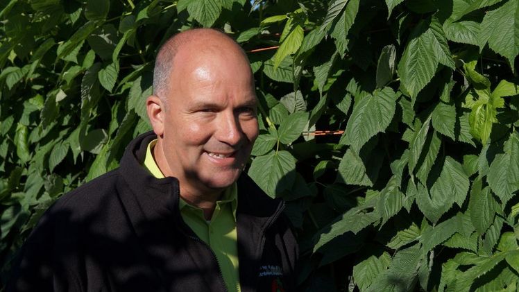 Berry Aces: Himbeerenpflanzen aus den Niederlanden.