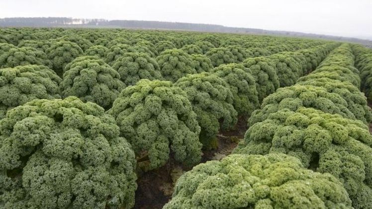 455 ha Grünkohl in Niedersachsen. Bild: Landvolk. 