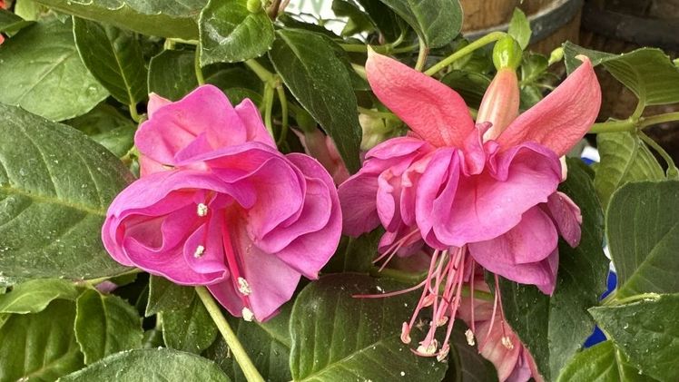 Fuchsientaufe im egapark: 'Gärtnermeister Jürgen Meister'. Bild: egapark.