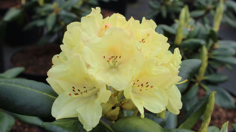 rhododendron inas diamond Blue Diamond