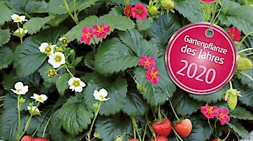 Weiße und pinke Blüten mit süßen Früchten - die Gartenpflanze des Jahres überzeugt optisch und geschmacklich. Bild: Blumenmarketing Austria.