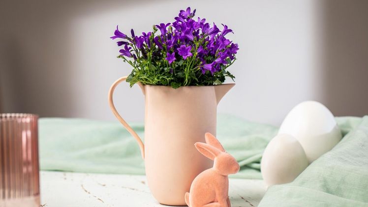 Campanula, auch Glockenblume genannt. Bild: Blumen – 1000 gute Gründe.