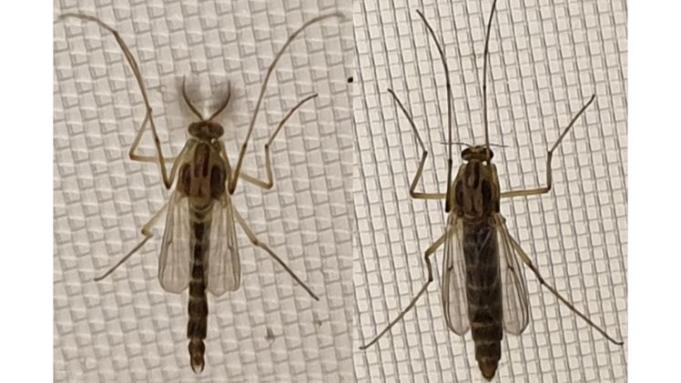 Adulte Zuckmücken (links Männchen, rechts Weibchen). Bild: Alexis P. Roodt / Universität Koblenz-Landau. 