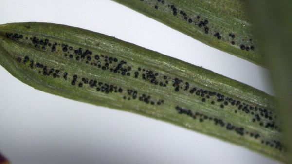 Die Fruchtkörper der Rußigen Douglasienschütte geben befallenen Nadeln eine rußgraue Färbung. Die Sporen der Fruchtkörper infizieren bei feuchter Witterung wiederum junge Nadeln. Bild: FVA Baden-Württemberg/Abt. Waldschutz.