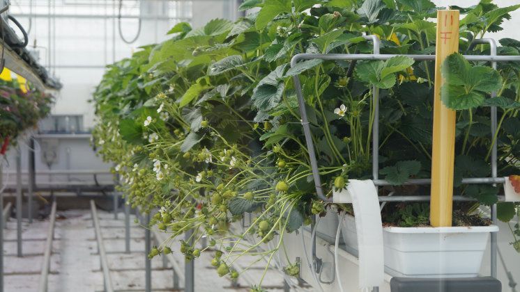 Geschützter Anbau rettet Erdbeersaison. Bild: GABOT.
