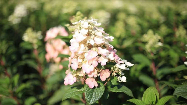 ‘Little Quick Fire‘ punktet mit einer frühen und langen Blütezeit von Juli bis Oktober. Bild: Martens. 