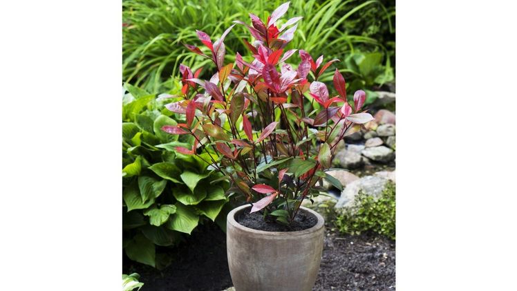 Eyecatcher im Kübel – Photinia Devil’s Dream®.