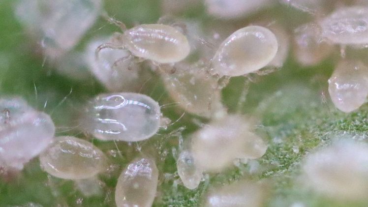 Amblyseius andersoni ist eine Milbenart aus der Familie der Phytoseiidae. Bild: SAUTTER & STEPPER.