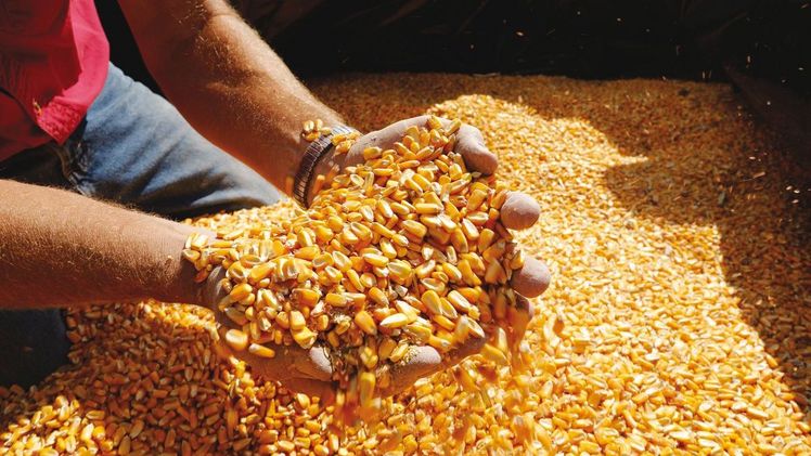 Die NemaStrike™-Technologie von Bayer hilft, Ernteerträge in Mais, Soja und Baumwolle zu sichern. Bild: Bayer.