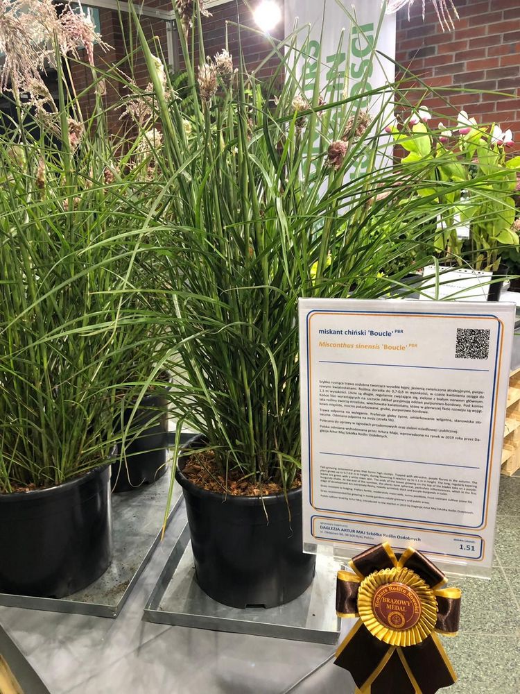 Miscanthus sinensis 'Boucle' auf der GREEN IS LIFE 2019. Bild: Ewa Owsianik-Łuczak. Miscanthus sinensis 'Boucle' auf der GREEN IS LIFE 2019. Bild: Ewa Owsianik-Łuczak.