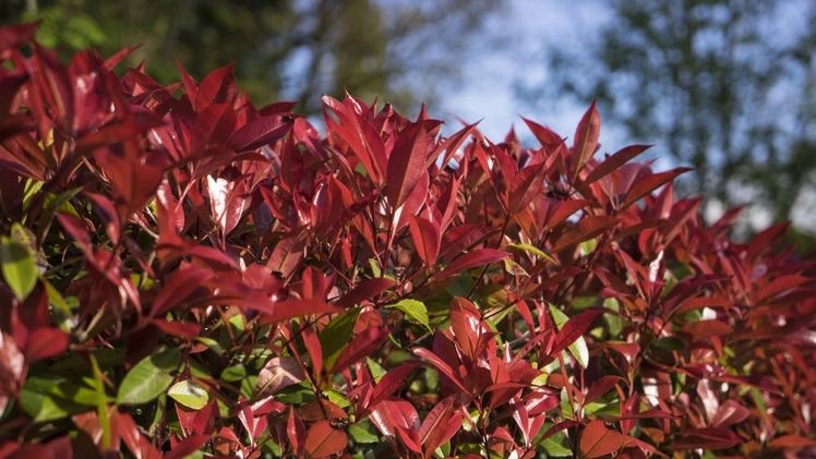 Devil’s Dream® eignet sich sehr gut als außergewöhnlicher Sichtschutz. Bild: Devil's Dream®.