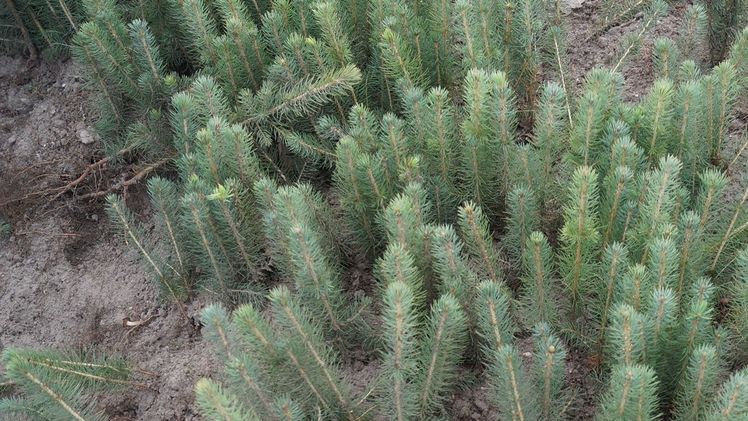 Die SHLF sichern die Versorgung mit gebietseigenem Saatgut. Bild: GABOT.