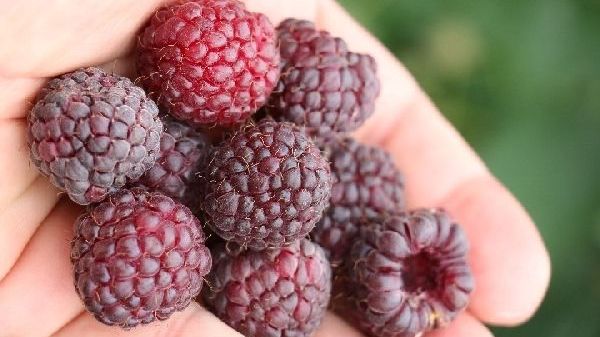 Züchtung von neuen Sorten ist der Motor von Lubera, dem schweizerisch-deutschen Obst- und Beerenspezialisten. Bild: Lubera. Züchtung von neuen Sorten ist der Motor von Lubera, dem schweizerisch-deutschen Obst- und Beerenspezialisten. Bild: Lubera.