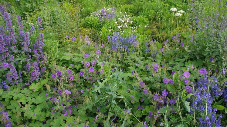 Ehrhardt Stauden reagiert auf den Klimawandel und bietet Mischpflanzungen für klimagestresste, nachhaltige und trockenheitsverträgliche Gärten an. Bild: Ehrhardt Stauden.