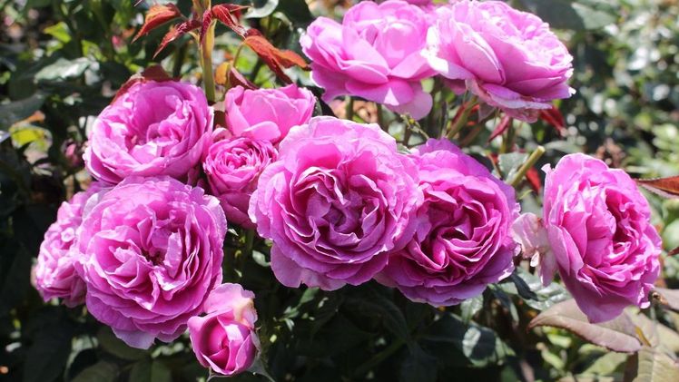 Die Beetrose 'Carmen Würth' vereint kräftiges Purpur und intensiven Duft mit exzellenter Blattgesundheit. Bild: Kordes Rosen.