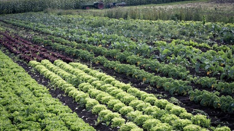 Ein Bioland-Gemüsefeld. Bild: Sonja Herpich/Bioland.