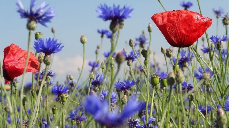Bunt- und Rotationsbrachen sowie Säume und Nützlingsstreifen sind nicht nur wichtige Lebensräume für viele Tierarten, sondern werten auch das Landschaftsbild auf. Bild: if. Bunt- und Rotationsbrachen sowie Säume und Nützlingsstreifen sind nicht nur wichtige Lebensräume für viele Tierarten, sondern werten auch das Landschaftsbild auf. Bild: if.
