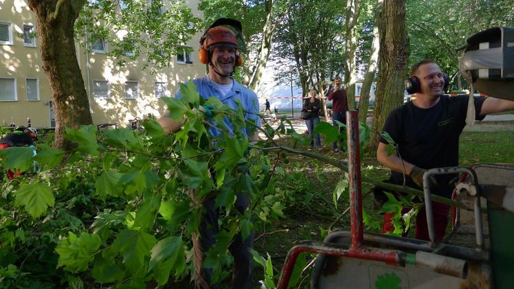 Norbert Altenkamp schneidet Platane in über 15 m Höhe. Bild: Copyright FGL Hessen-Thüringen.