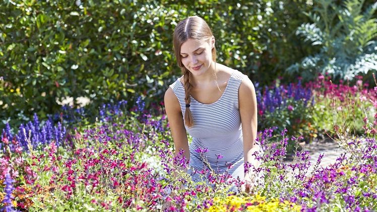 Je bunter und vielfältiger der Ziergarten ist, desto abwechslungsreicher und reichhaltiger ist das Blütenangebot. Bild: GMH/BVZ.
