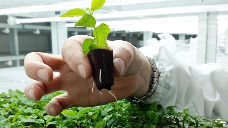 Die Vermehrung von Unterlagen. Bild: Macfrut.