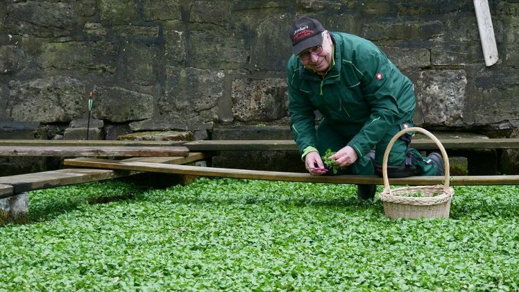 Der Grüne Salon moderiert von mdr-Garten Moderator Jens Haentzschel lädt zum Besuch bei Ralf Fischer – dem Hüter eines immateriellen Kulturguts Thüringens, der Erfurter Brunnenkresse, ein. Bild: Jens haentzschel.