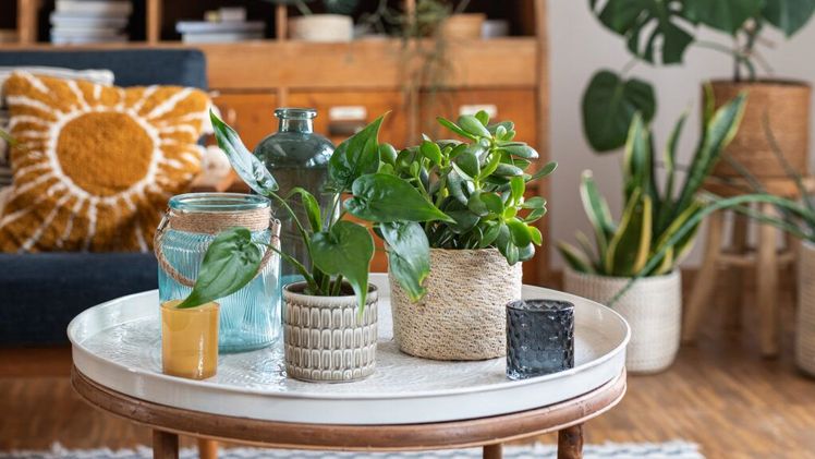 Leben & Wohnen mit Pflanzen – natürlich mit Scheurich. Bild: Scheurich.