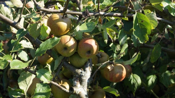 Äpfel nehmen den wichtigsten Teil der Baumobsternte ein. Bild: GABOT.