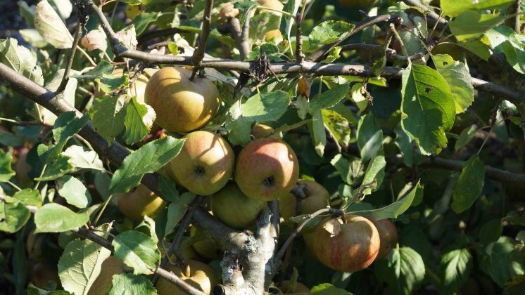 4.394 t Äpfel wurden in Sachsen-Anhalt als Verwertungsobst geerntet. Bild: GABOT.