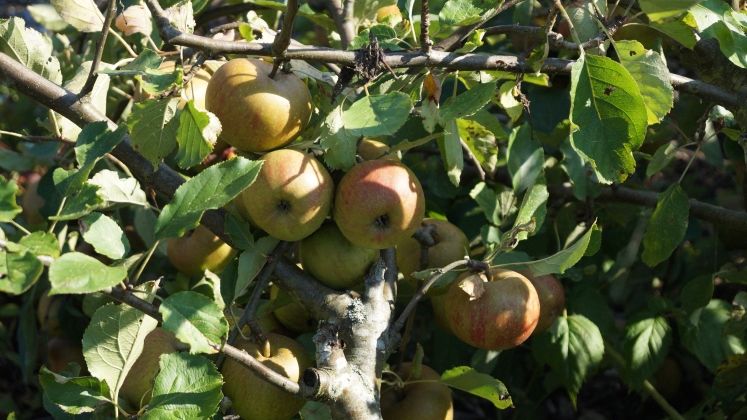Der Klimawandel stellt den Apfel- und Obstanbau aktuell und langfristig vor große Herausforderungen. Bild: GABOT.