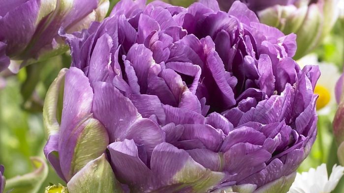 Die Tulpe 'Blue Wow' hat eine sehr große, gefüllte Blüte. Bild: Verver Export.