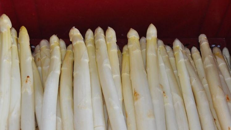 Die Prognose für die kommende Spargelsaison ist ungewiss. Mit einer deutlich reduzierten Anbaufläche wird hier in Schleswig-Holstein allerdings nicht gerechnet. Bild: LKSH. 