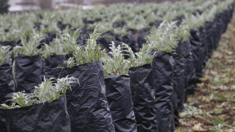 Auf knapp 20 ha wird Kardy angebaut. Bild: ac