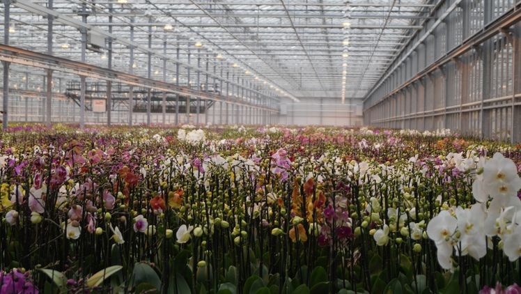Ter Laak Orchids in Wateringen. Bild: GABOT.