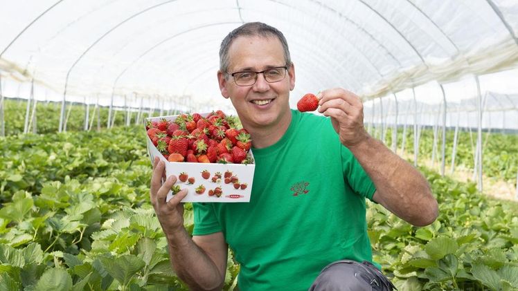 Die Familie von Georg Pfurtscheller beliefert seit zehn Jahren die SPAR-Märkte mit Tiroler Erdbeeren. Bild: SPAR. 