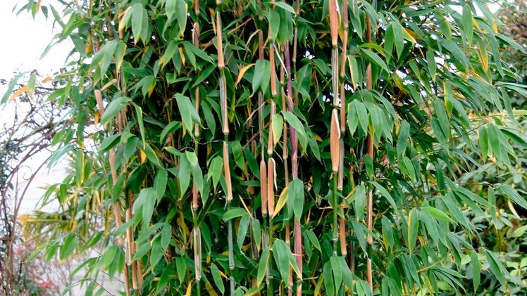 Schlanker, hoher Wuchs - Well-Born® Bamboo Africa 'Maasai'®. Bild: Helmers.