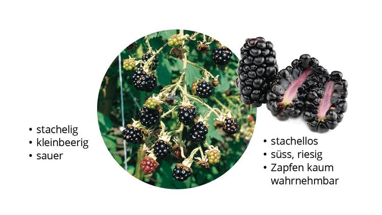 Die alte 'Theodor Reimers'-Brombeere im Vergleich. Bild: Lubera. 