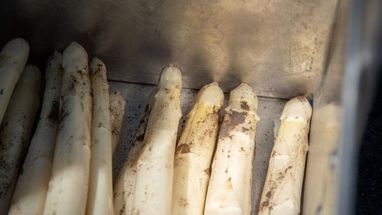 Frisch geernteter Weißer Spargel in einem Stechkorb auf einem Feld in der Region Hannover. Gute Qualität und stabile Preise kennzeichneten nach Einschätzung der Landwirtschaftskammer Niedersachsen die abgelaufene niedersächsische Spargelsaison. Bild: Ehrecke/Landwirtschaftskammer Niedersachsen.