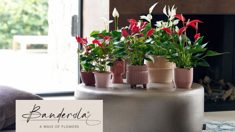 Banderola - eine Welle von Blüten. Bild: Anthura.